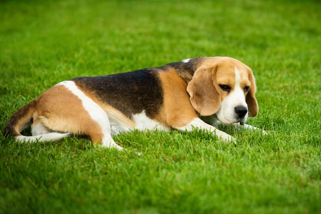 Un cane da lepre che si trova su un'erba verde