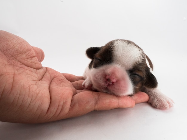 Un cane da lettiere, non occhi aperti.