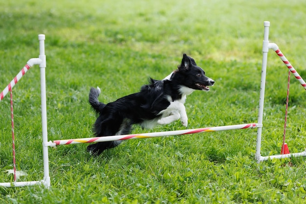 Un cane da pastore salta sopra una barriera durante una competizione Agility