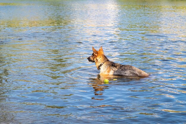 Un cane da pastore tedesco di razza che si addestra a nuotare per la palla lanciata e portarla dall'acqua