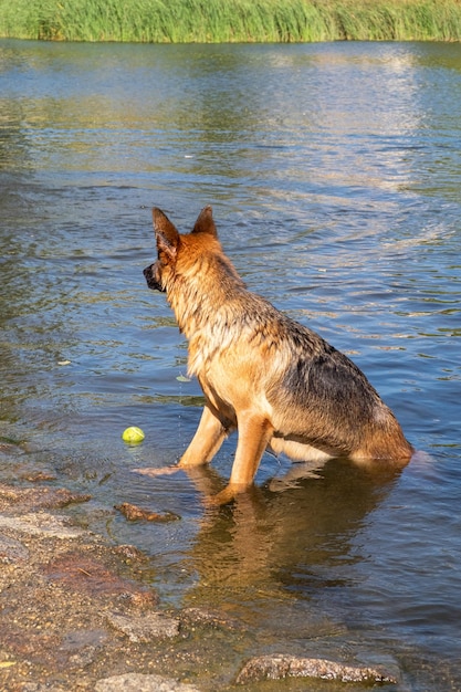 Un cane da pastore tedesco di razza che si addestra a nuotare per la palla lanciata e portarla dall'acqua