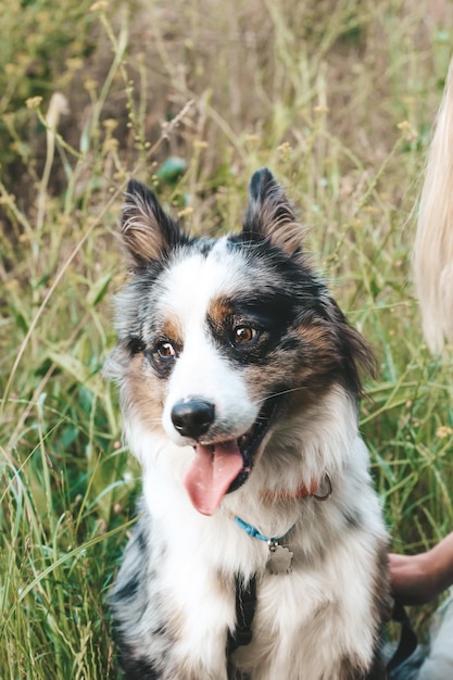 Un cane della razza del pastore australiano con gli occhi marroni su un primo piano della passeggiata