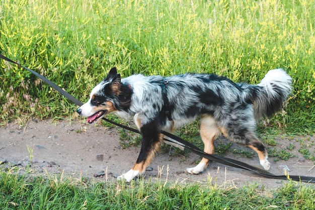 Un cane della razza del pastore australiano con gli occhi marroni su un primo piano della passeggiata