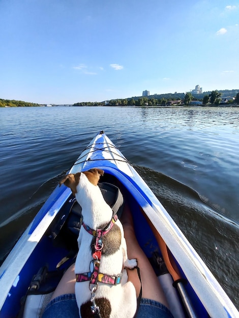 Un cane della razza Jack Russell terrier nuota in una barca sui piedi del suo proprietario Sport turistici