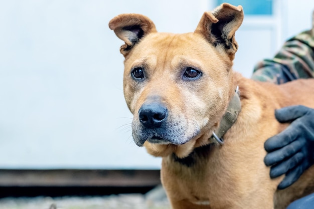 Un cane della razza pitbull con uno sguardo attento vicino al suo proprietario