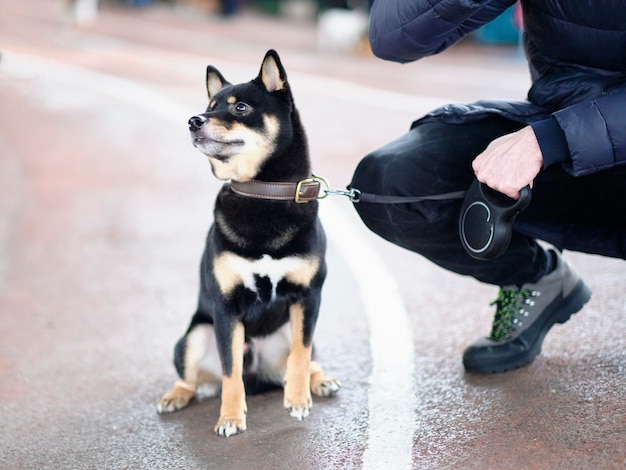 Un cane della razza Shiba Inu con uno sguardo sereno osserva cosa sta succedendo