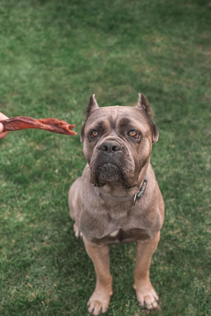 Un cane di Cane Corso tiene in bocca un bocconcino preferito Premia il tuo cane con un bocconcino secco Una serie di bocconcini per cani