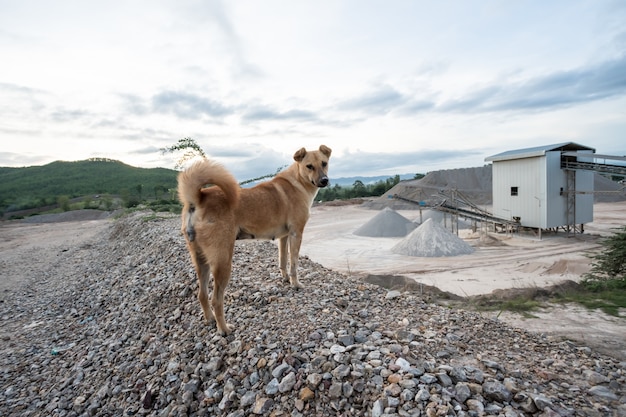 Un cane di fabbrica concreto