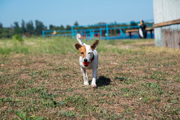 Un cane di razza Jack Russell Terrier corre con una palla arancione in bocca lungo l'erba verde