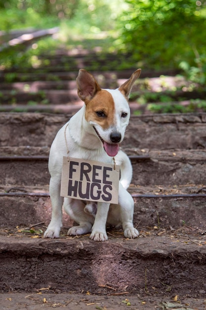 Un cane di razza Jack Russell Terrier siede nel bosco su gradini di pietra, con una targa di cartone intorno al collo con la scritta 'Free Hugs'. Guardando la telecamera con la lingua fuori