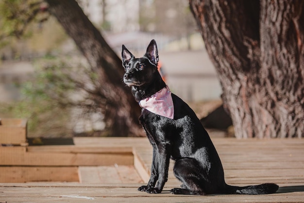 Un cane di razza mista in una passeggiata. Cane nero che indossa collare bandana. Adozione di animali domestici. Prodotti per animali
