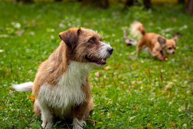 Un cane di razza non specificata gioca sull'erba in primo piano...