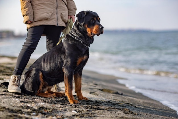 Un cane di razza Rottweiler siede vicino alla padrona di casa in giacca sulla spiaggia sullo sfondo del mare