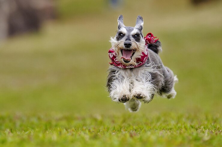 Un cane di razza Schnauzer miniatura corre.