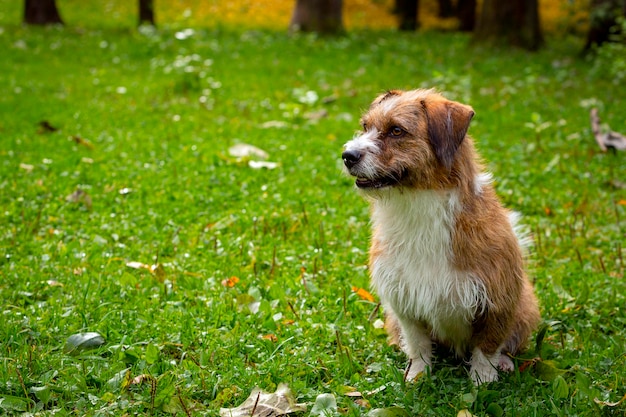 Un cane di razza sconosciuta siede sull'erba. Avvicinamento...