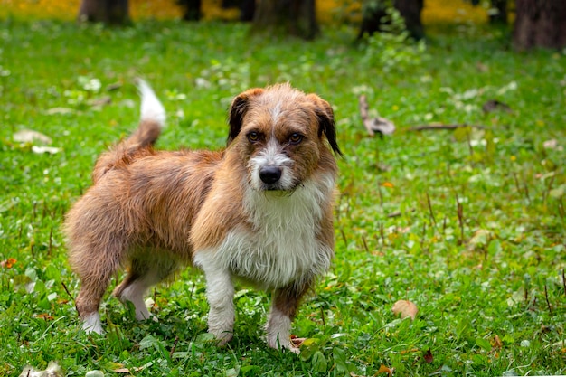 Un cane di razza sconosciuta siede sull'erba. Avvicinamento..