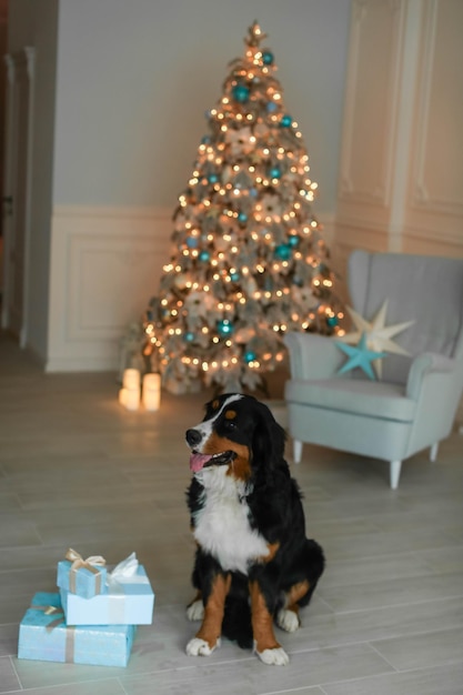 Un cane di razza senza persone sullo sfondo di un albero decorato di natale