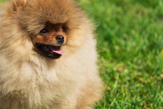 Un cane di razza spitz Pomerania si siede sull'erba