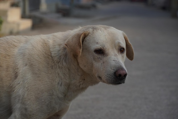 Un cane di strada dall'aspetto triste con le orecchie piegate guarda la telecamera