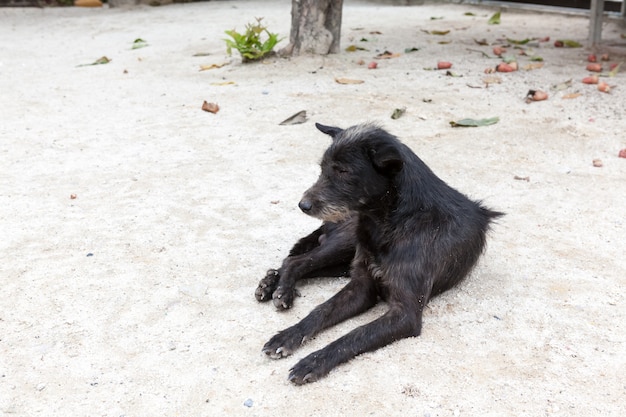 Un cane di strada