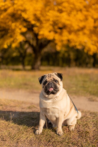 Un cane di una razza del carlino si siede in un parco di autunno sulle foglie gialle contro la a degli alberi e la foresta di autunno. Cucciolo guardando la telecamera.