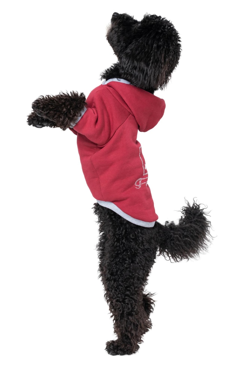 Foto un cane divertente isolato su sfondo bianco png