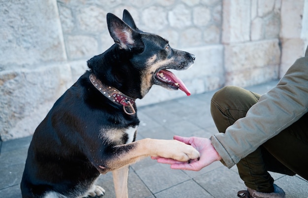 Un cane divertente zampa una donna. Amicizia del cane con l'uomo