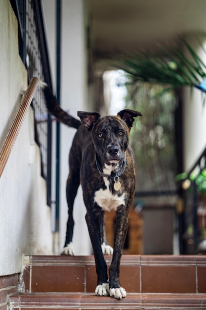 un cane è in piedi sulle scale e guarda in alto