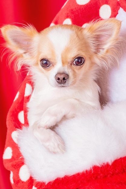 Un cane è seduto in un cappello da Babbo Natale per Natale Una foto di Natale di un chihuahua tra le braccia