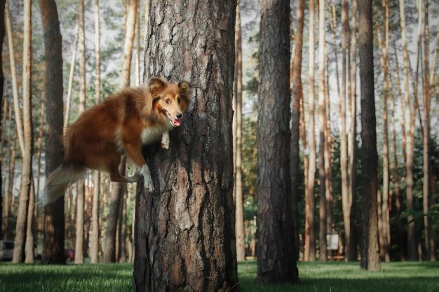 Un cane è su un albero in una foresta con uno sfondo di alberi.