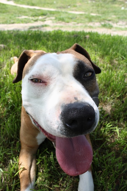 Un cane felice che sorride sopra l'erba di un parco