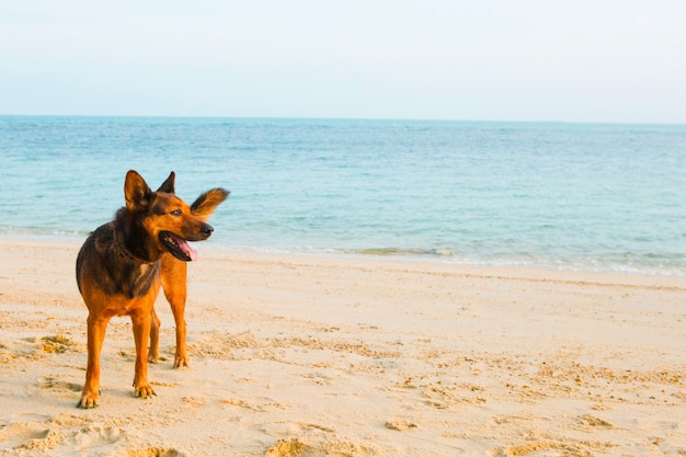 Un cane felice rilassante sulla spiaggia