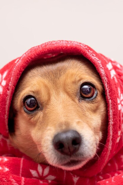 Un cane giace in un cappello rosso di Capodanno