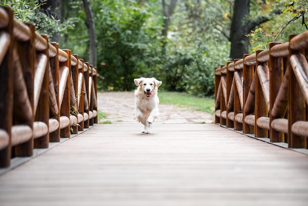 Un cane Golden Retriever che corre su un ponte di legno con la lingua fuori