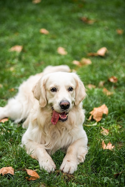 Un cane Golden Retriever seduto appoggiato sull'erba con la coda alzata e la lingua fuori