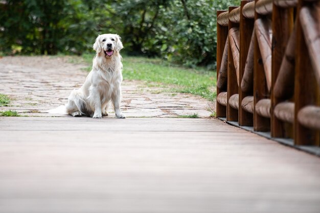 Un cane Golden Retriever seduto in cima a un ponte di legno che fissa