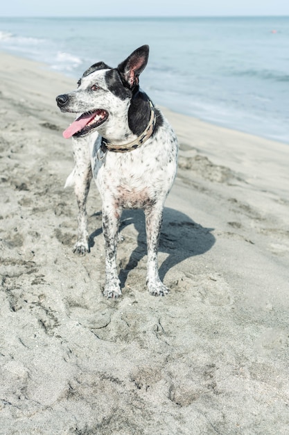 Un cane guarda di lato mentre cammina sulla spiaggia.