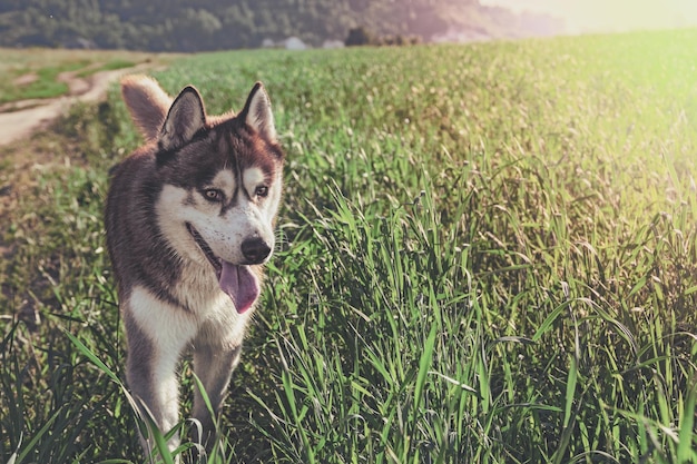 Un cane husky cammina in un prato in una giornata di sole Copia spazio