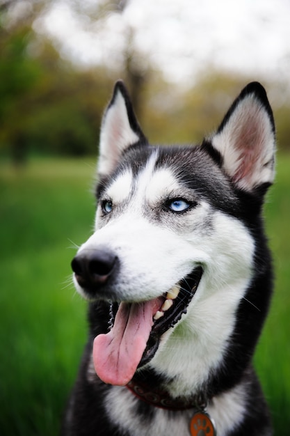 Un cane husky che cammina in un parco.