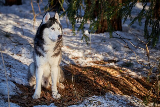 Un cane husky dagli occhi azzurri si siede sulla neve nella soleggiata foresta primaverile e si guarda intorno La neve si sta sciogliendo Copia spazio