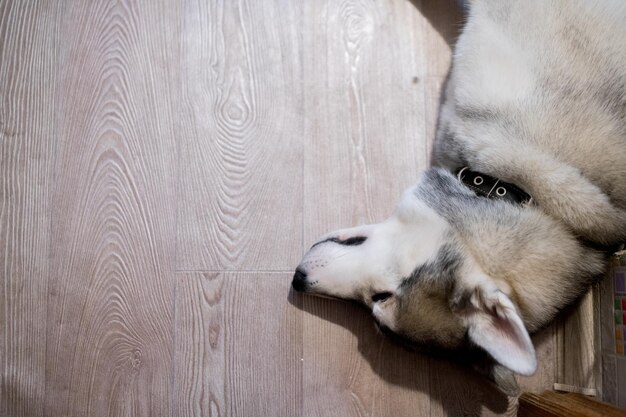 Un cane husky in cucina nell'appartamento