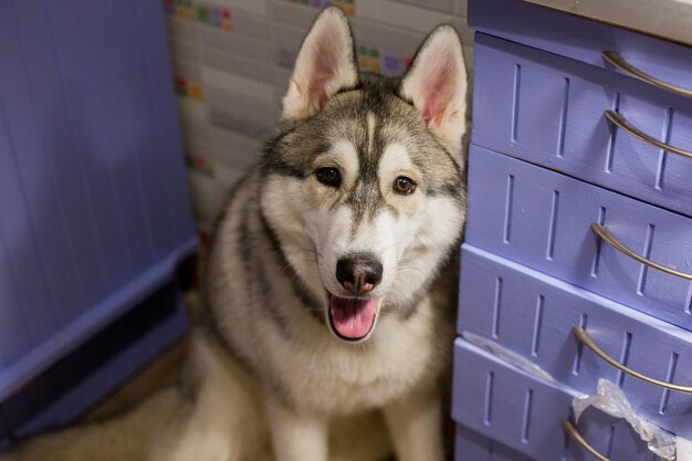 Un cane husky in cucina nell'appartamento