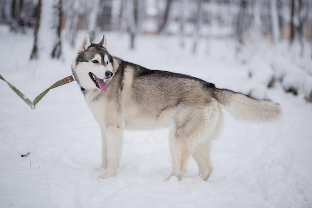 Un cane husky nella foresta invernale