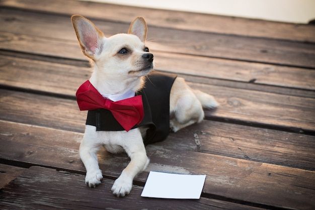 Un cane in abiti alla moda.