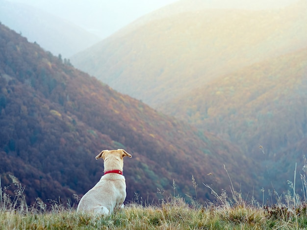 Un cane in montagna.