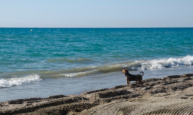 Un cane in spiaggia che guarda il mare