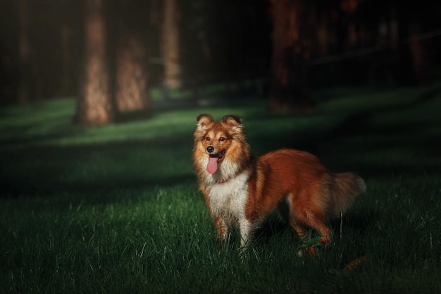 Un cane in un campo con uno sfondo scuro