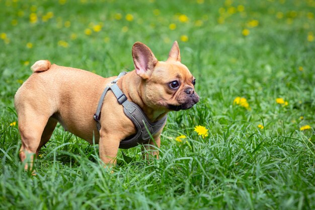 Un cane in un campo di erba