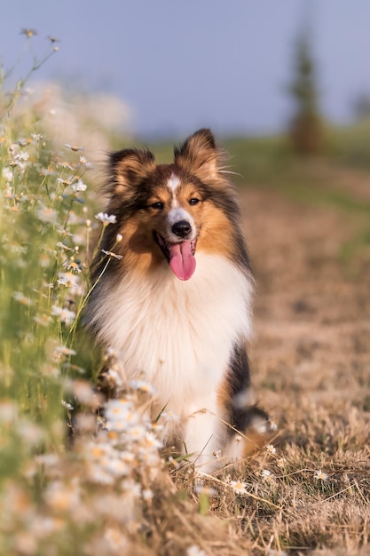 Un cane in un campo di fiori