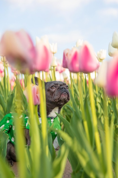 Un cane in un campo di tulipani